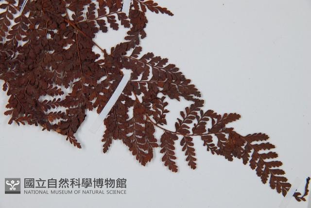 紅線蕨藏品圖，第3張