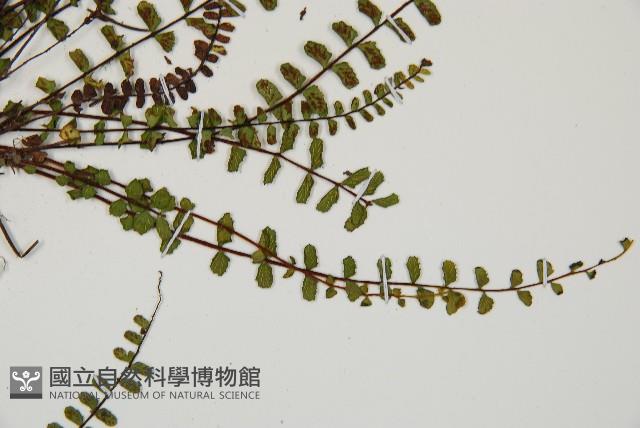 鐵角蕨藏品圖，第3張