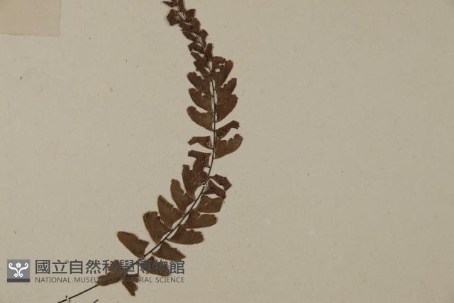 愛氏鐵線蕨藏品圖，第3張