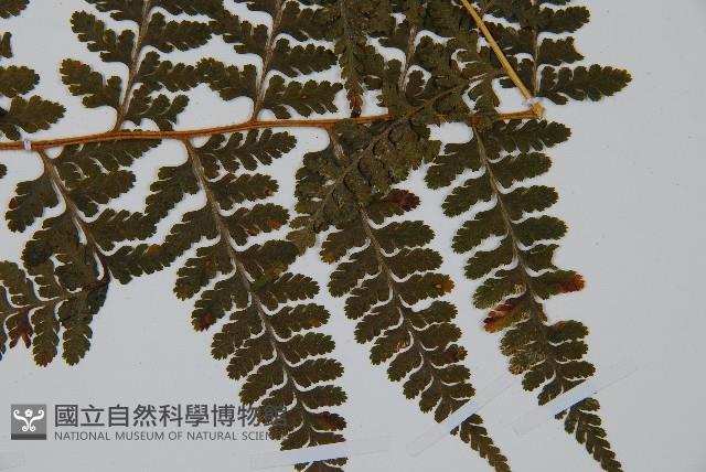 亞粗毛鱗蓋蕨藏品圖，第3張