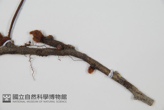 闊葉骨碎補藏品圖，第3張