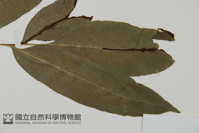 日本鳳丫蕨藏品圖，第3張