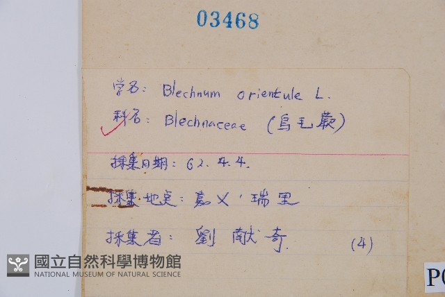 烏毛蕨藏品圖，第2張