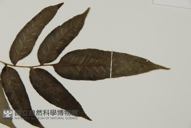 華鳳丫蕨藏品圖，第3張