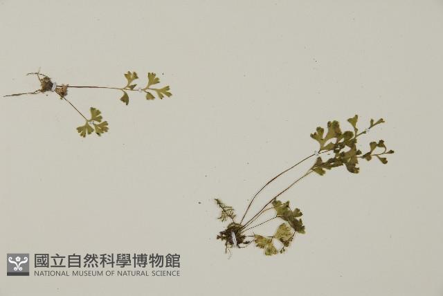 翠蕨藏品圖，第3張