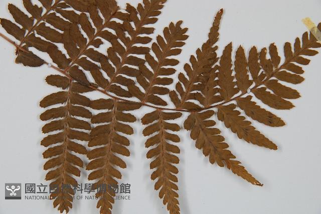 Accession Number:P001875 Collection Image, Figure 3, Total 4 Figures