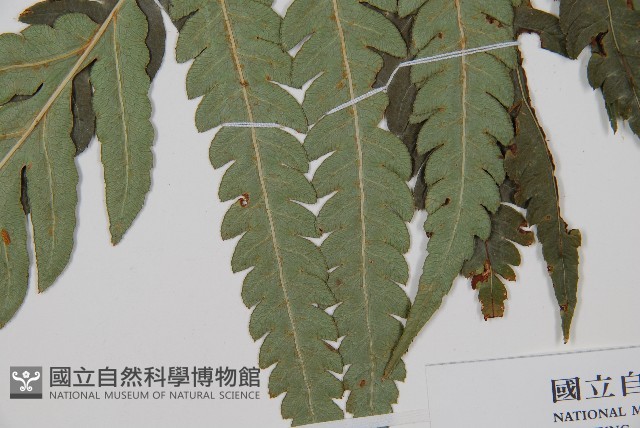 日本狗脊蕨藏品圖，第3張