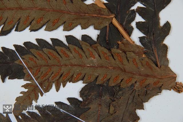 日本狗脊蕨藏品圖，第3張