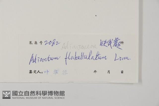 扇葉鐵線蕨藏品圖，第2張