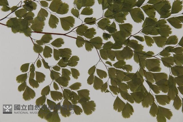 長蓋鐵線蕨藏品圖，第3張