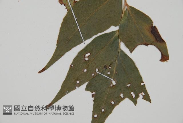 濱海全緣貫眾蕨藏品圖，第3張