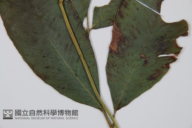 細柄雙蓋蕨藏品圖，第3張