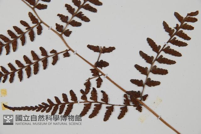 山蹄蓋蕨藏品圖，第3張