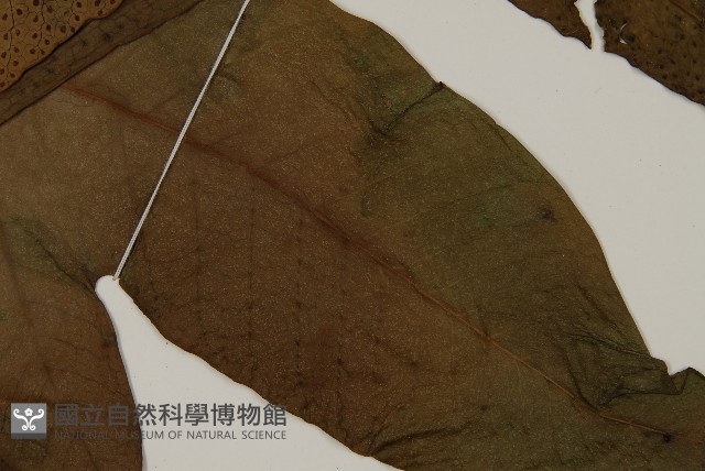 翅柄三叉蕨藏品圖，第3張