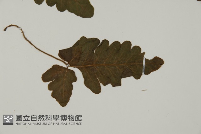 地耳蕨藏品圖，第6張