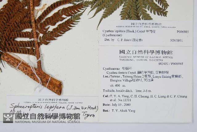 筆筒樹藏品圖，第2張