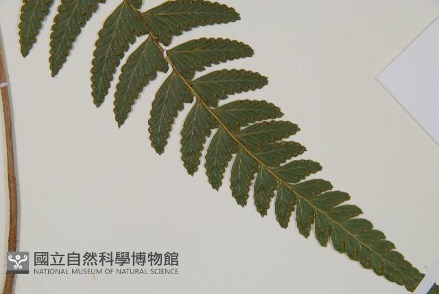 臺北鱗蓋蕨藏品圖，第3張