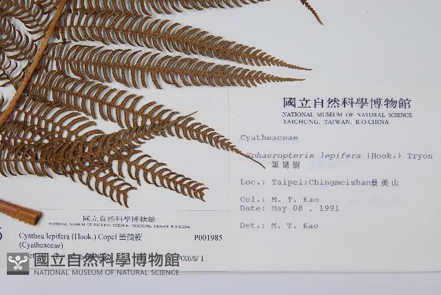 筆筒樹藏品圖，第2張