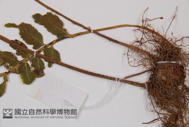 萊氏鐵角蕨藏品圖，第3張