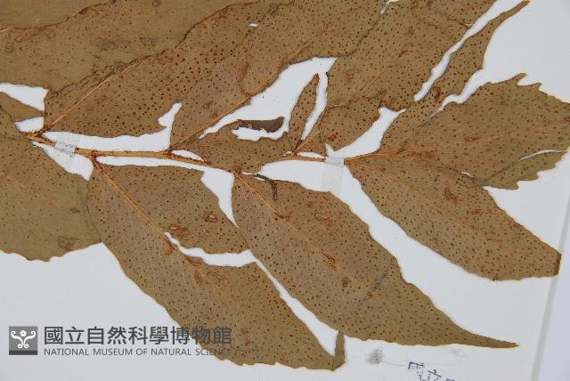 大葉貫眾蕨藏品圖，第3張