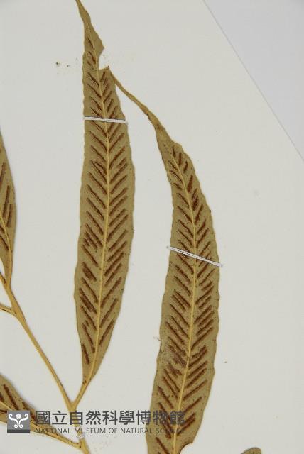 南海鐵角蕨藏品圖，第6張