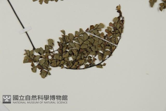 長刺鐵線蕨藏品圖，第3張