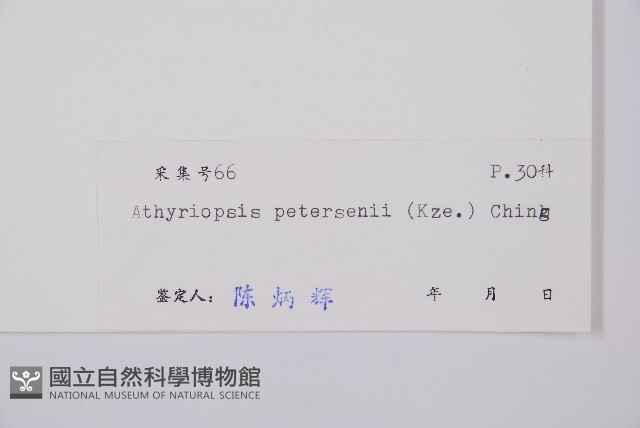 毛軸假蹄蓋蕨藏品圖，第3張