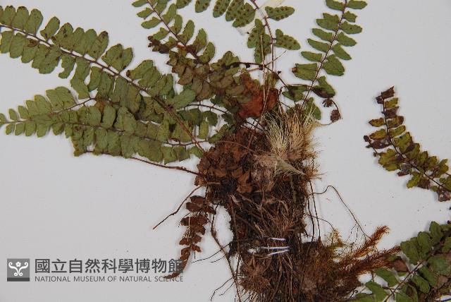 紅苞蹄蓋蕨藏品圖，第3張