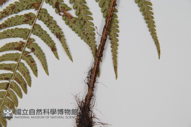 南海鱗毛蕨藏品圖，第3張