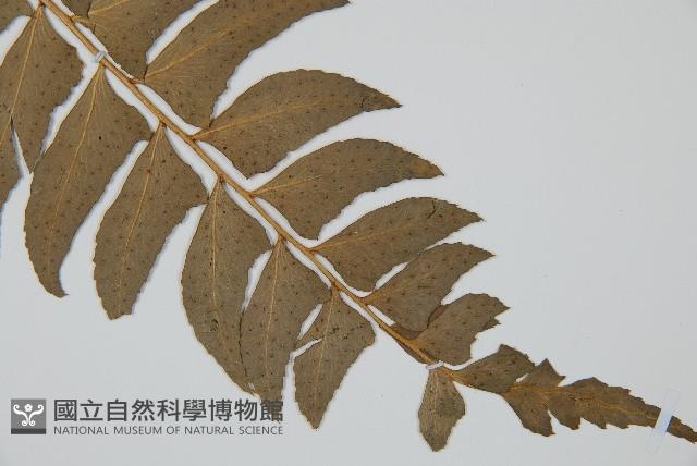 鐮羽貫眾藏品圖，第3張