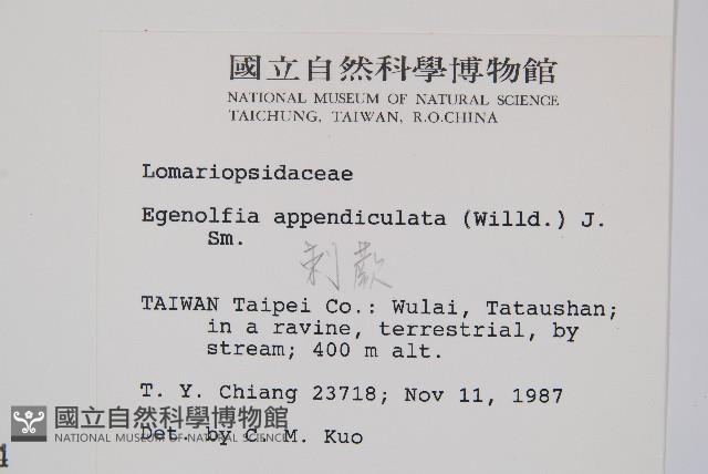 刺蕨藏品圖，第2張