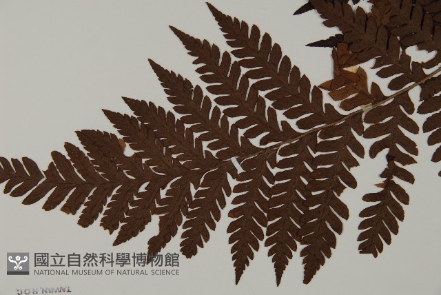 肋毛蕨藏品圖，第3張