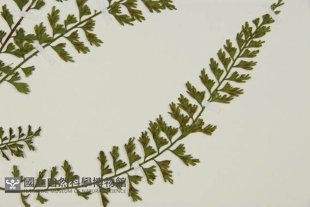 鱗柄鐵角蕨藏品圖，第3張