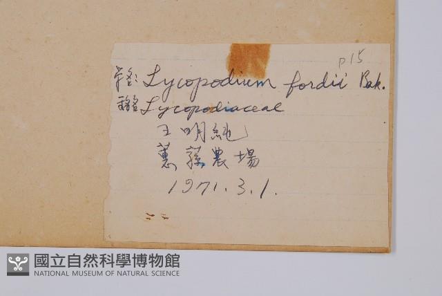 福氏石松藏品圖，第2張