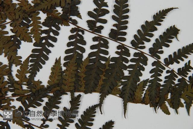 川上氏雙蓋蕨藏品圖，第3張