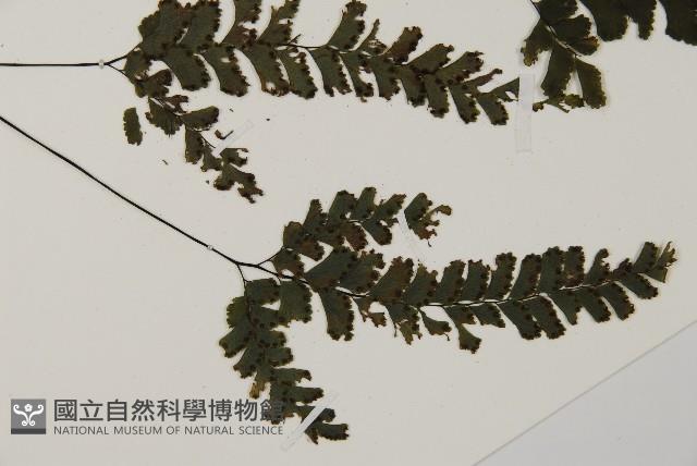 長尾鐵線蕨藏品圖，第3張