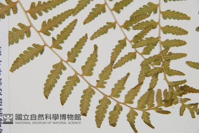 花蓮蹄蓋蕨藏品圖，第3張