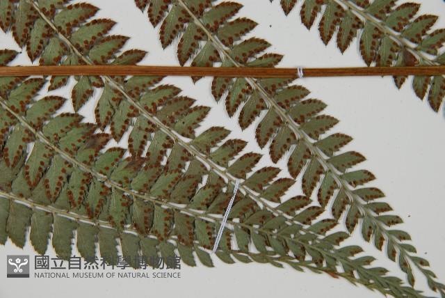 屋久複葉耳蕨藏品圖，第3張