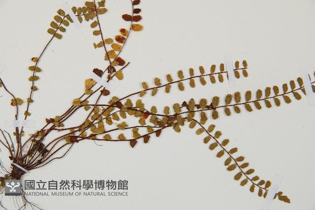 鐵角蕨藏品圖，第3張
