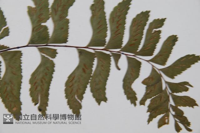 單邊鐵角蕨藏品圖，第3張