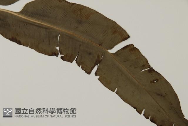 全緣鳳丫蕨藏品圖，第3張