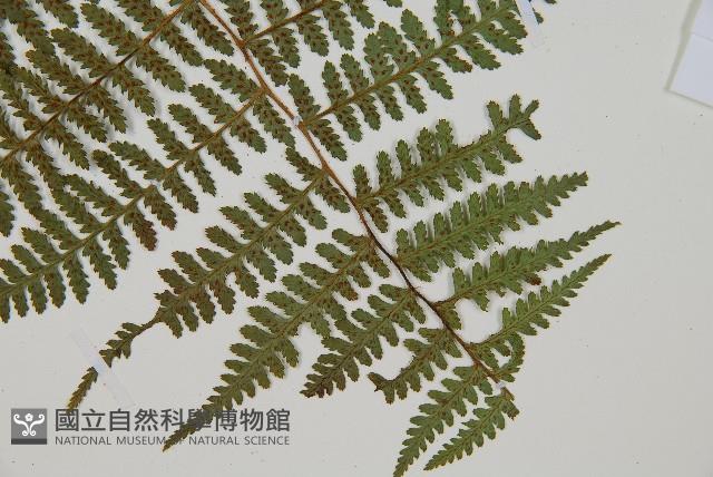 對生蹄蓋蕨藏品圖，第3張