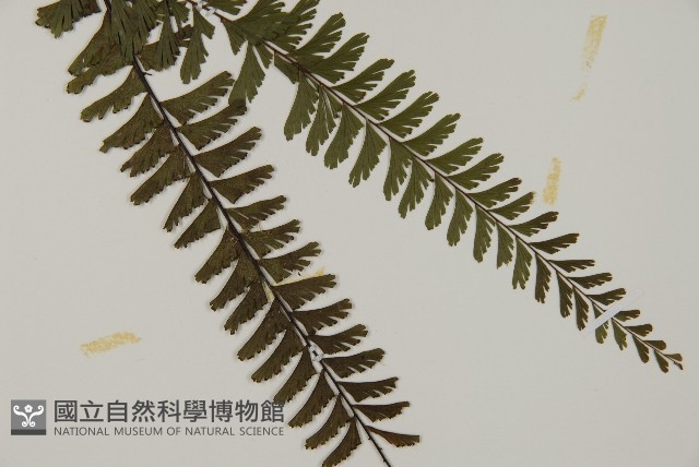 鞭葉鐵線蕨藏品圖，第3張