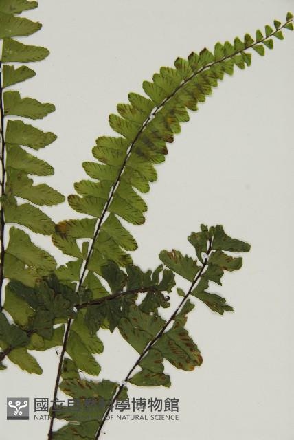 生芽鐵角蕨藏品圖，第3張