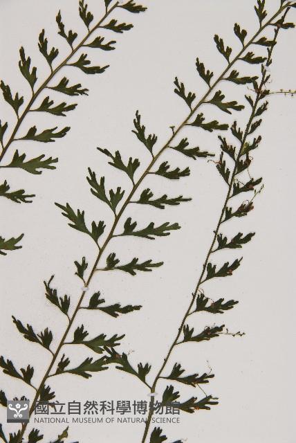 鱗柄鐵角蕨藏品圖，第3張