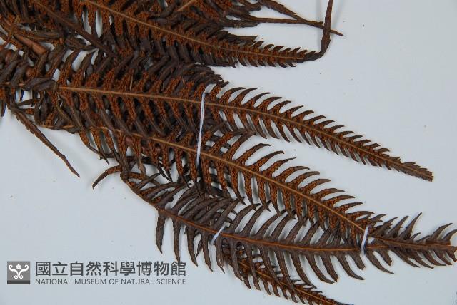 金狗毛蕨藏品圖，第3張