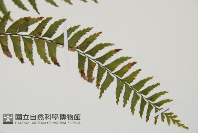 單邊鐵角蕨藏品圖，第3張
