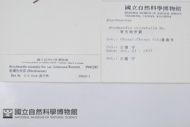 臺灣狗脊蕨藏品圖，第2張