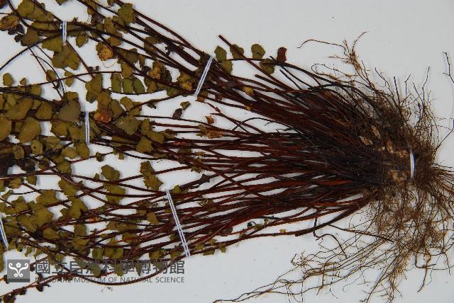 鐵角蕨藏品圖，第3張