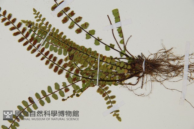 鐵角蕨藏品圖，第3張